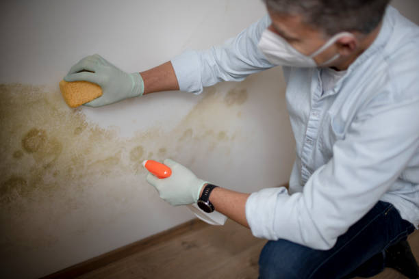 Best Bathroom Mold Remediation in Mford, IL