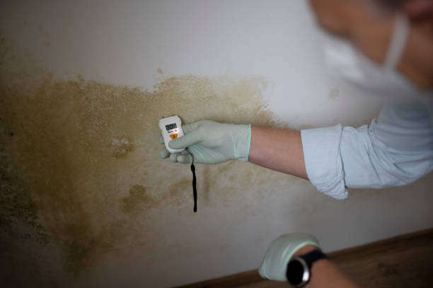 Best Health and Safety Mold Remediation in Mford, IL