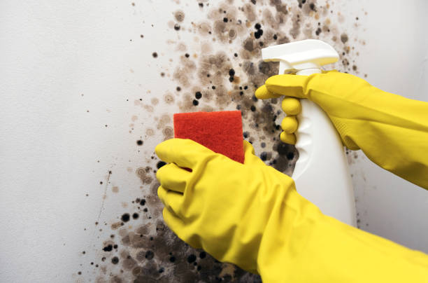 Best Industrial Mold Remediation in Mford, IL