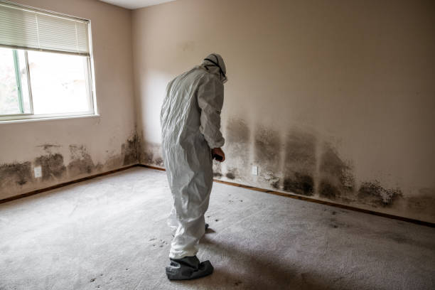 Best Black Mold Remediation in Mford, IL