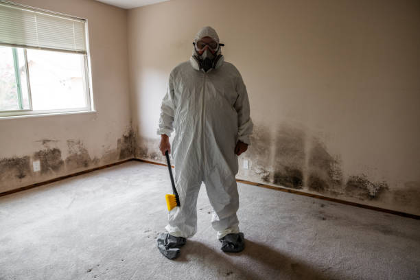 Best Emergency Mold Remediation in Mford, IL