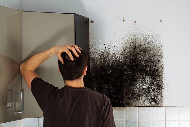 Best Kitchen Mold Remediation in Mford, IL