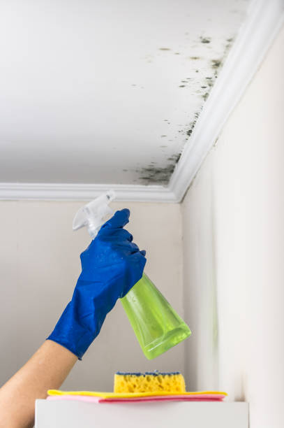 Professional Mold Remediation in Milford, IL